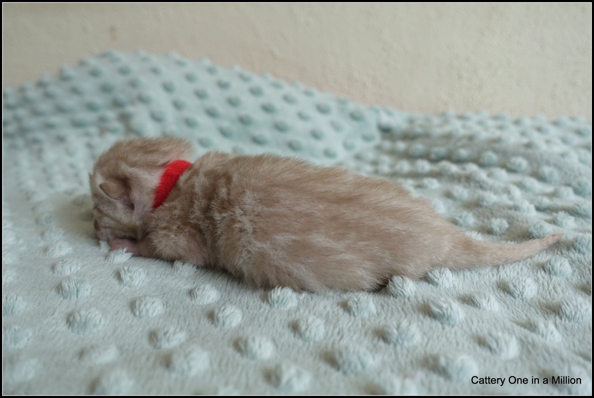 cattery one in a million- river