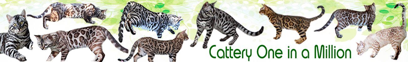 Cattery One in a Million