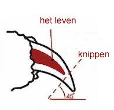 cattery one in a million - de verzorging - kattennagels knippen
