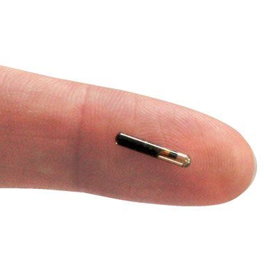 Cattery One in a Million - chip