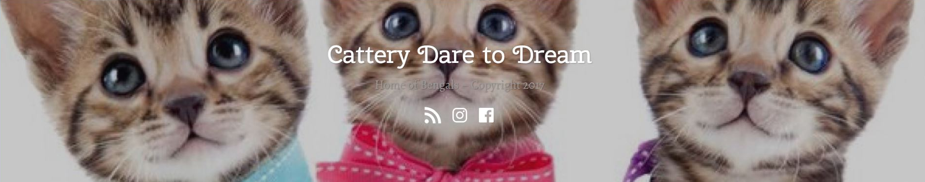 Cattery Dare to Dream