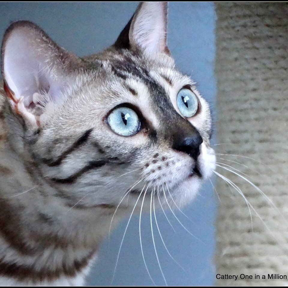 cattery One in a Million