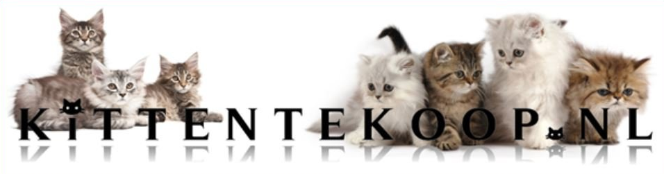 kittentekoop.nl