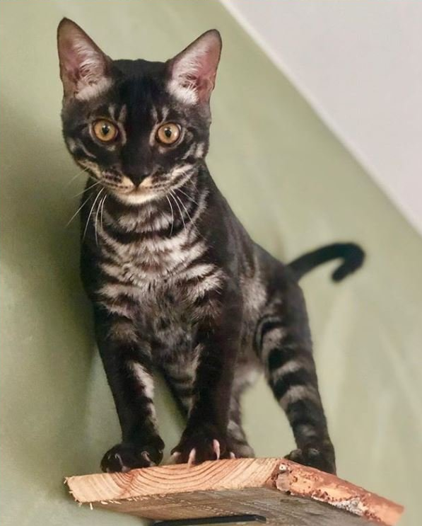 Cattery One in a Million - charcoal bengaal