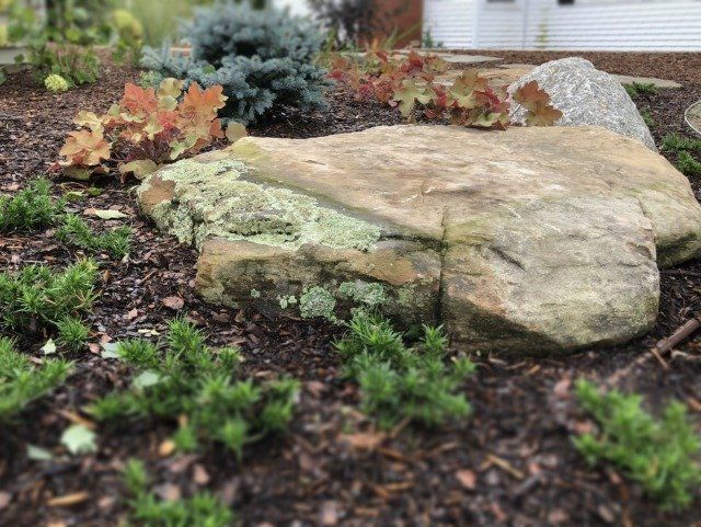 stones and plants in garden