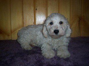 MAISEY 2