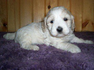 MAISEY 2