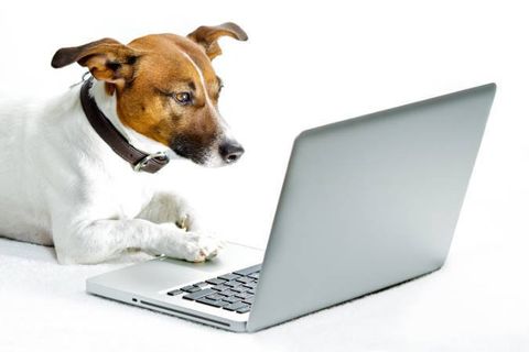 cute dog working on a laptop dog working on a laptop