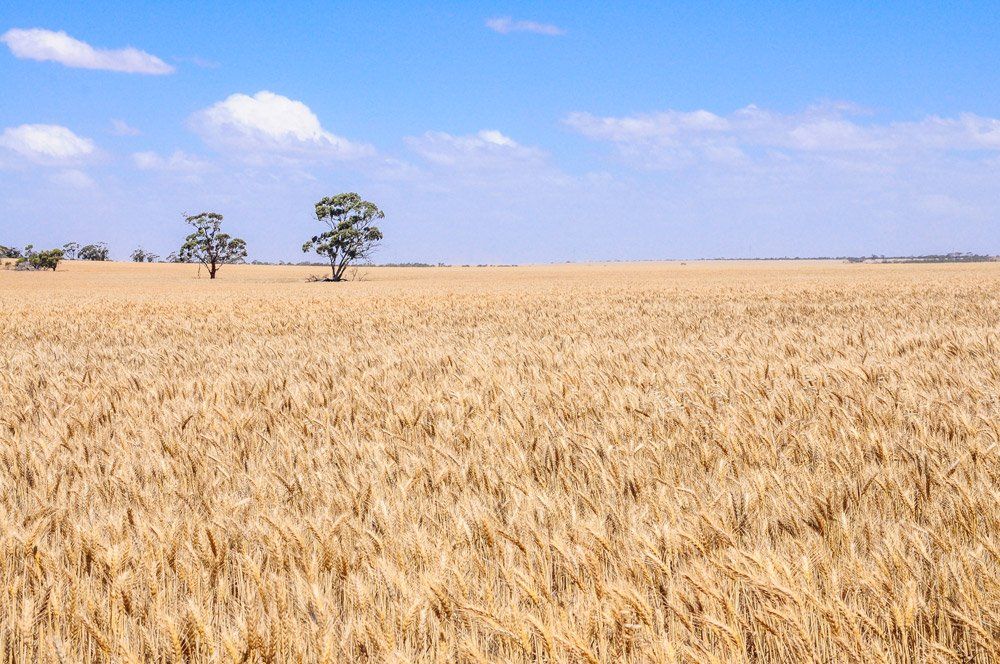 fields
