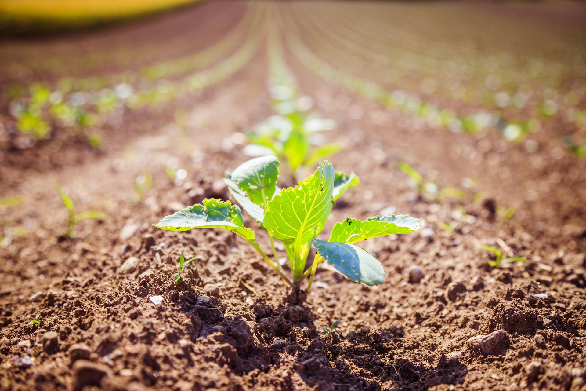 growing