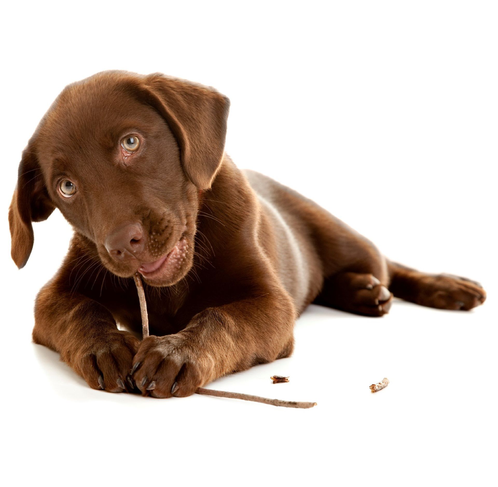 My Dog Ate My Denture