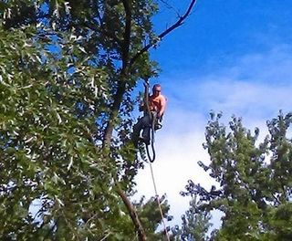 Man Hanging on A Tree — Canton, OH — Bowman's Tree Service Man Hanging on A Tree — Canton, OH — Bowman's Tree Service