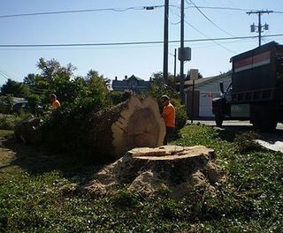 Men with A Fallen Tree — Canton, OH — Bowman's Tree Service Men with A Fallen Tree — Canton, OH — Bowman's Tree Service