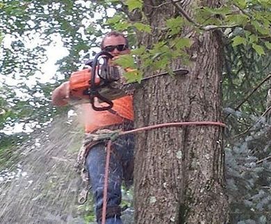 Man Cutting Tree — Canton, OH — Bowman's Tree Service Man Cutting Tree — Canton, OH — Bowman's Tree Service