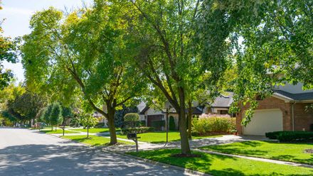 Healthy Trees — Canton, OH — Bowman's Tree Service Healthy Trees — Canton, OH — Bowman's Tree Service