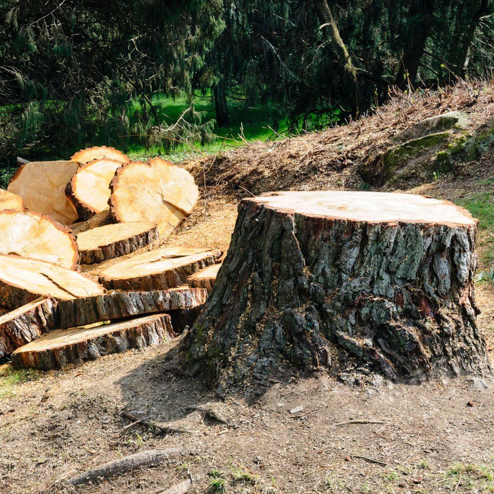 Tree Stump — Canton, OH — Bowman's Tree Service
