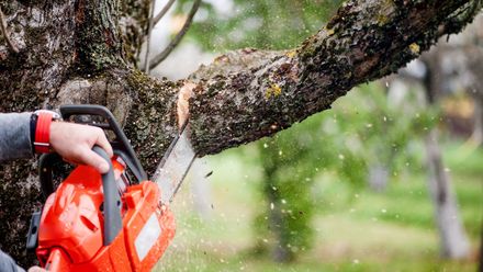 Cutting Branch of A Tree — Canton, OH — Bowman's Tree Service Cutting Branch of A Tree — Canton, OH — Bowman's Tree Service