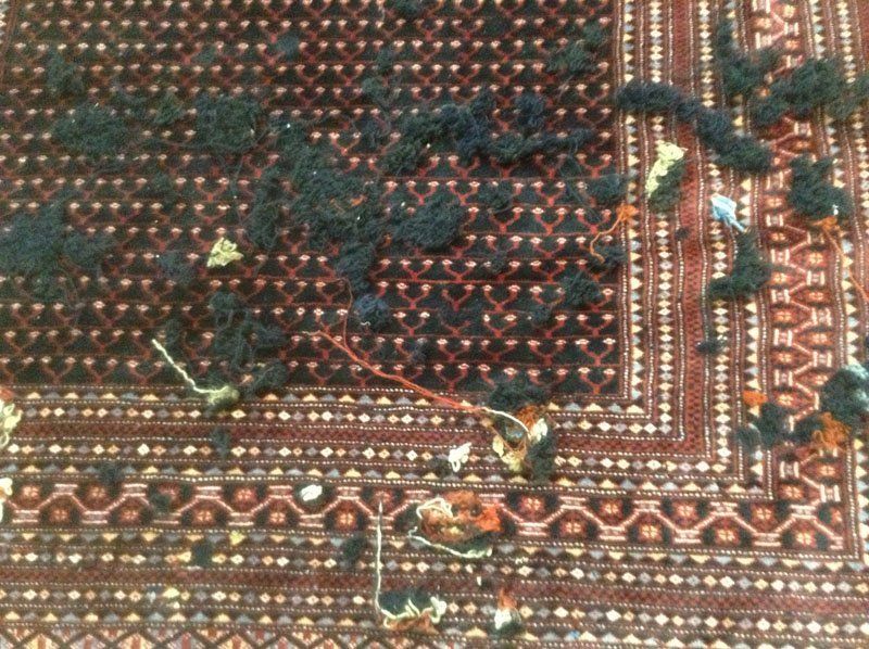wool oriental rug damaged by moth cleaning and repair by rug master in berkeley