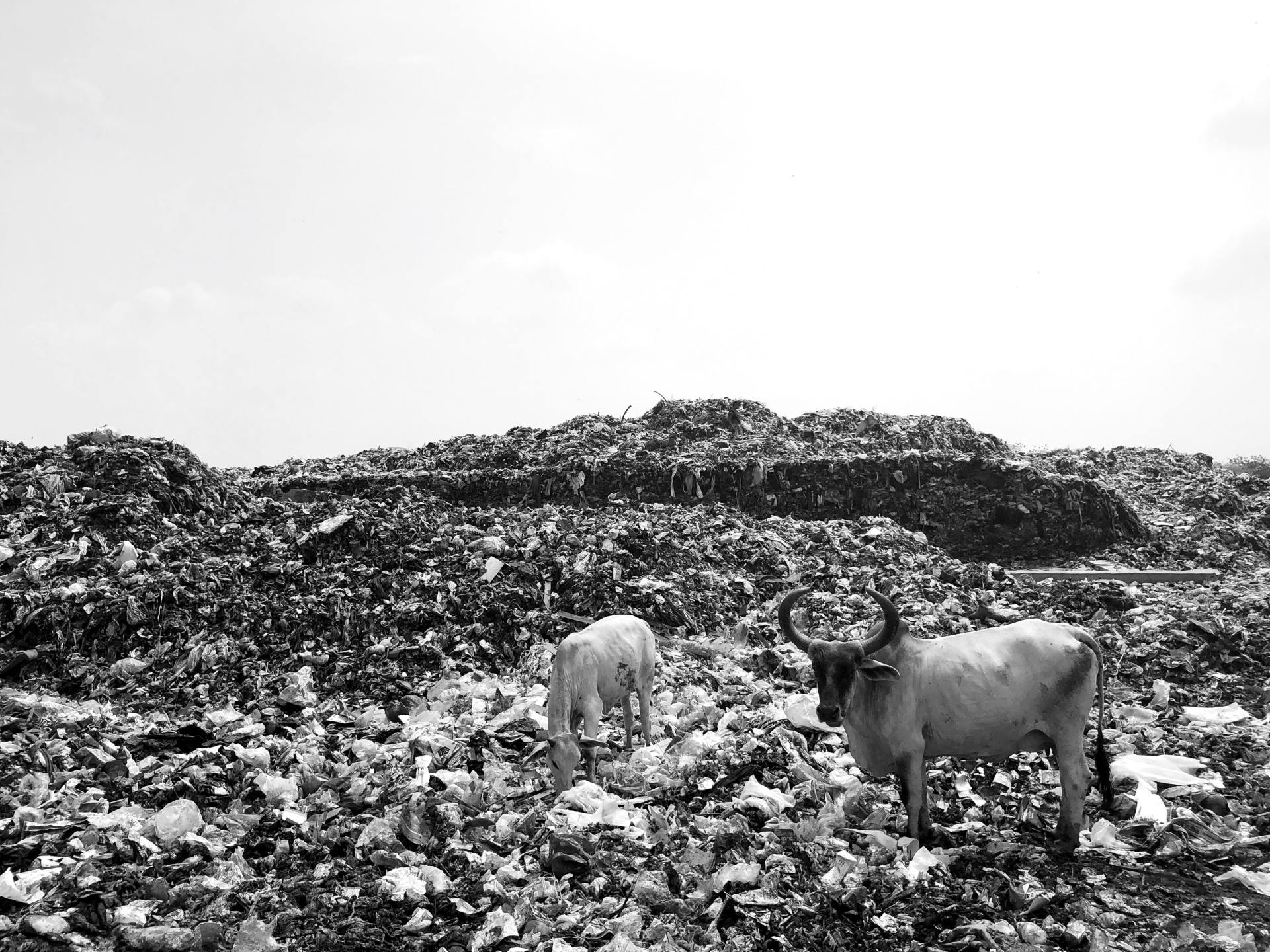 The image is in black and white and shows a depressing amount of none recyclable rubbish such as plastics polluting the landscape and piling up high. Two animals a cow and a bull are scavenging from the waste.