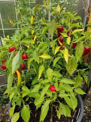 Chili
