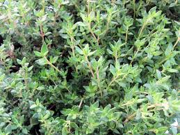 Thymian
