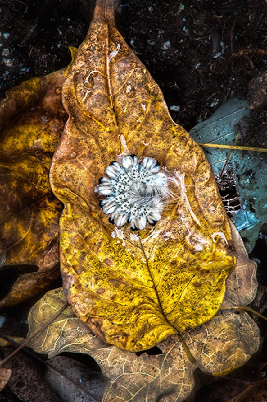 caterpillar