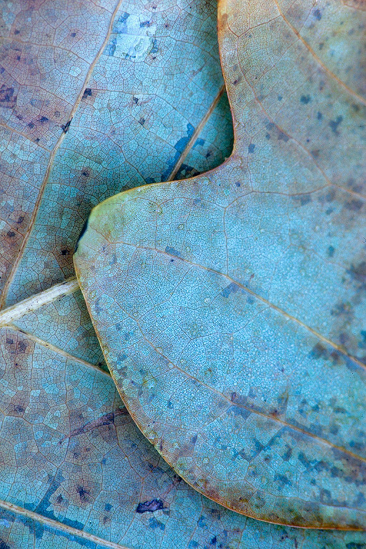 poplar leaves