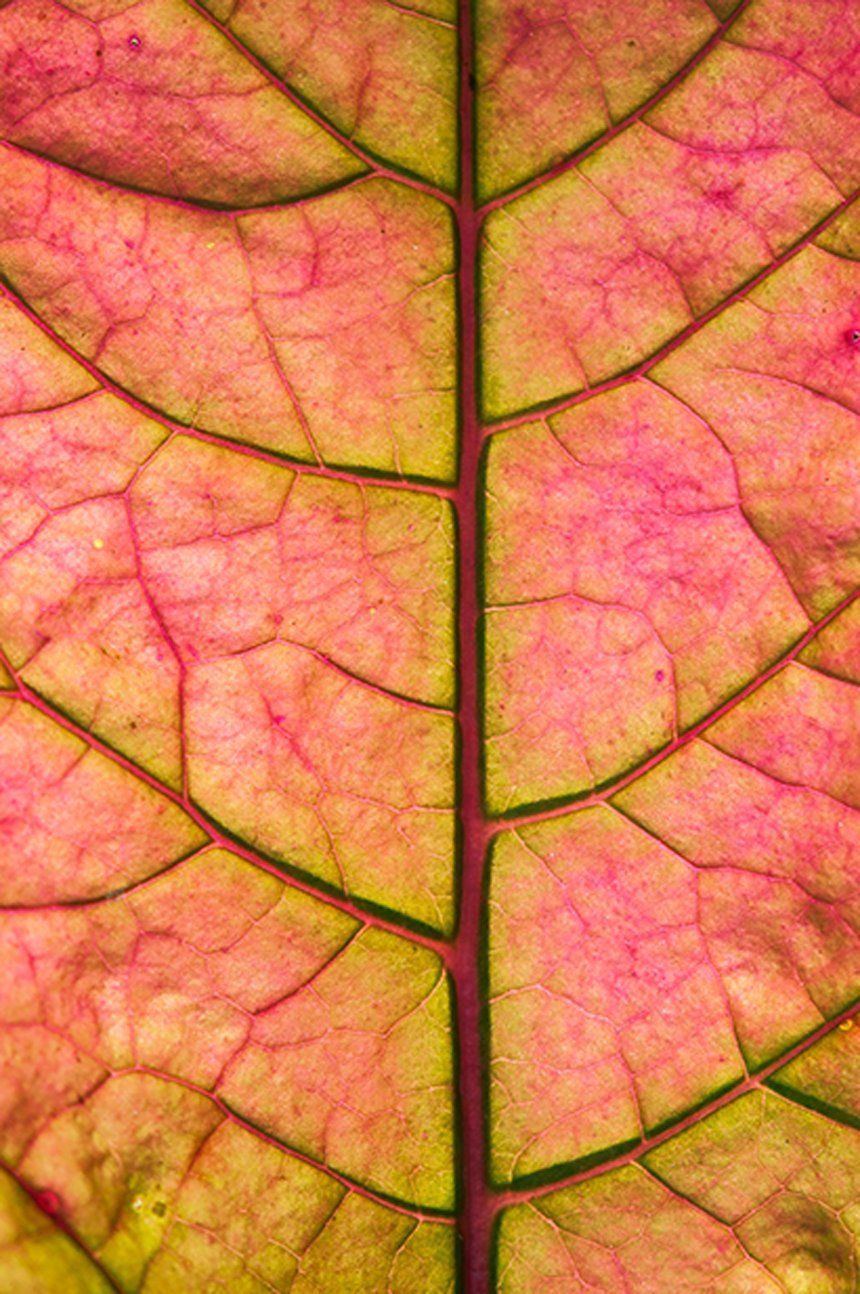 ironweed leaf