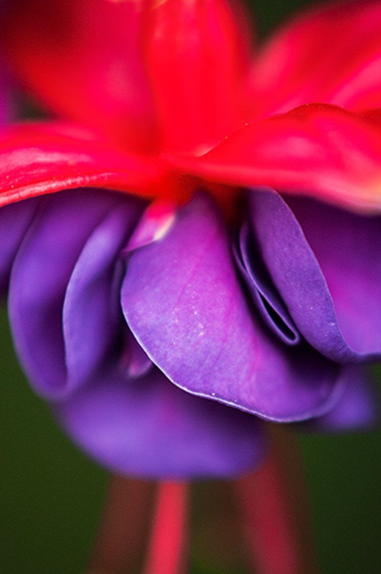 Lobelia