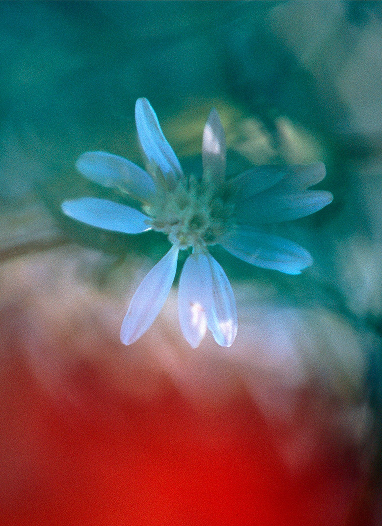 Pearlescence