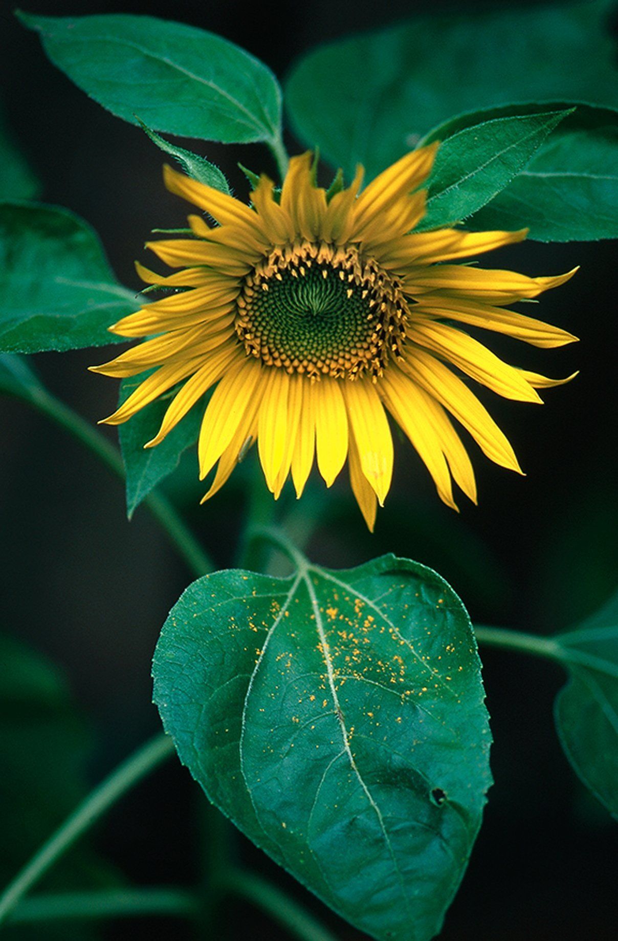 Sunflower pollen