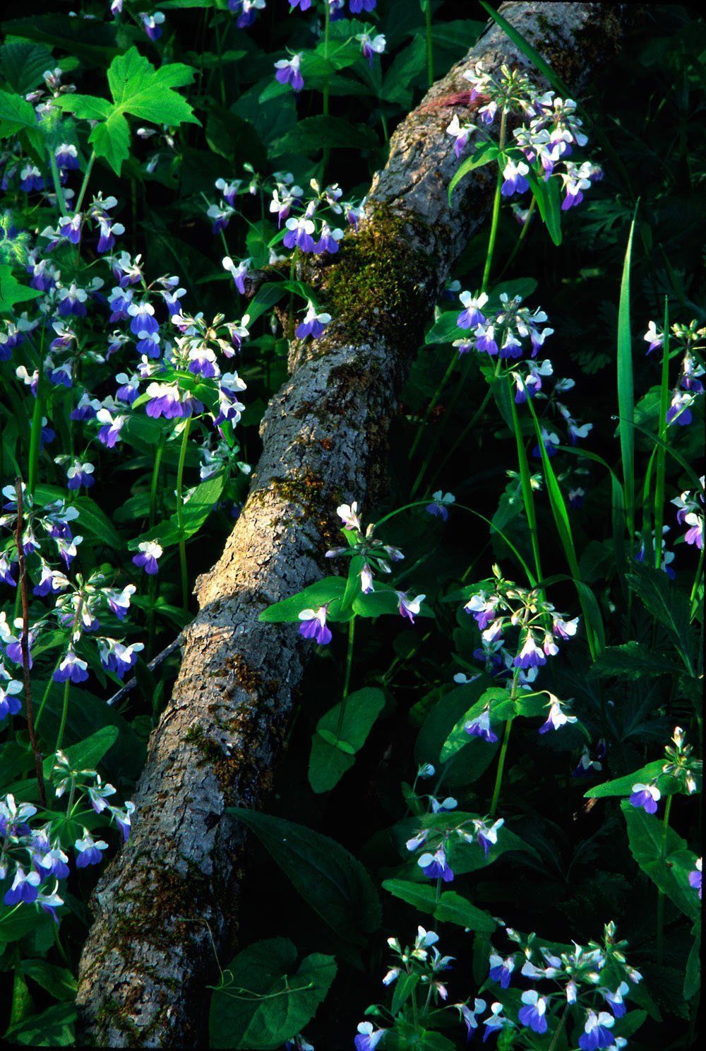 Blue Eye mary