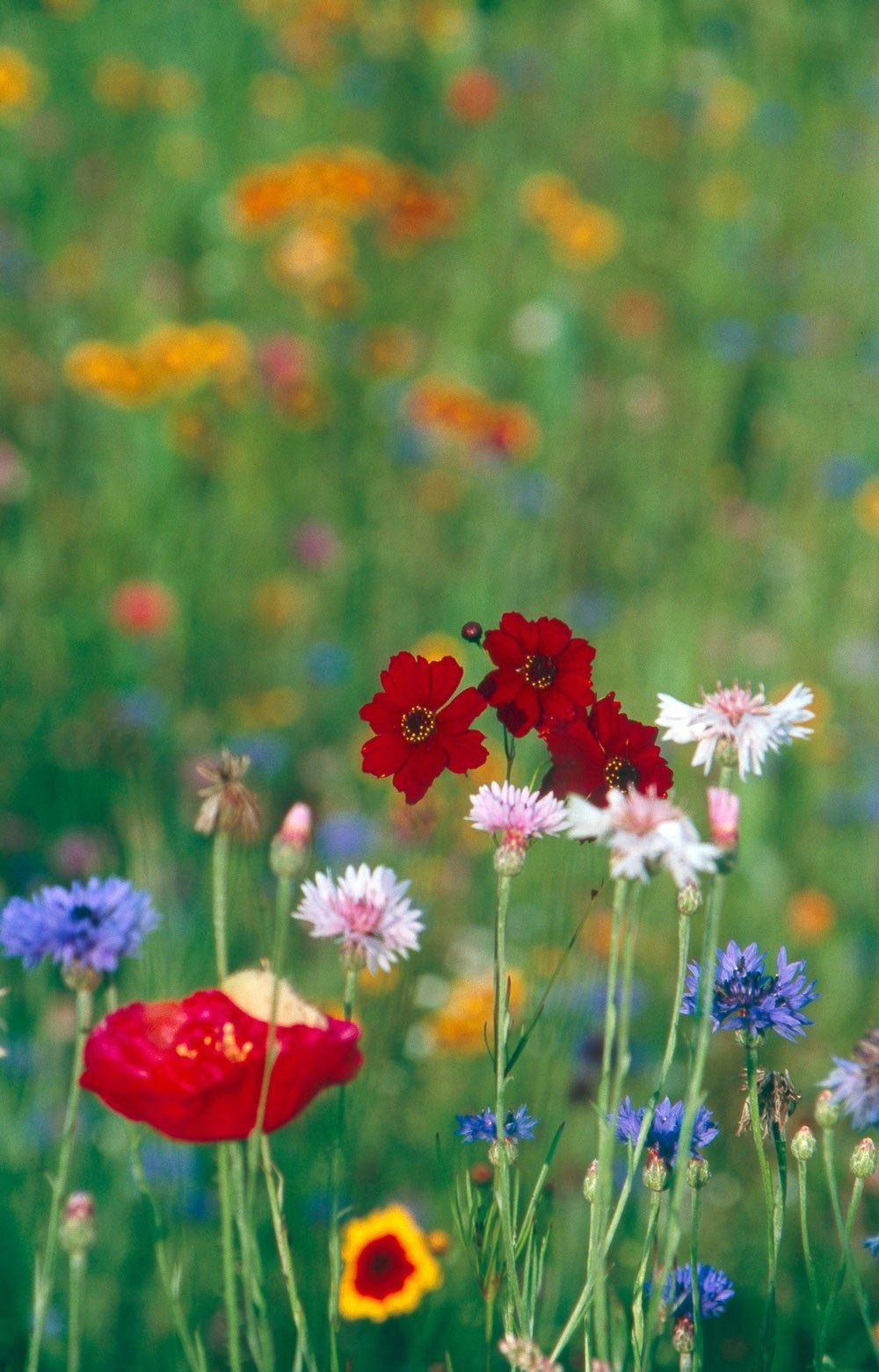 field bouquet