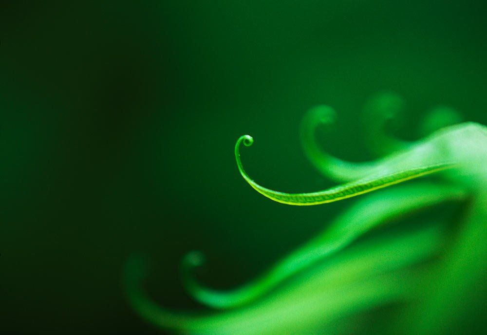 Curling fern