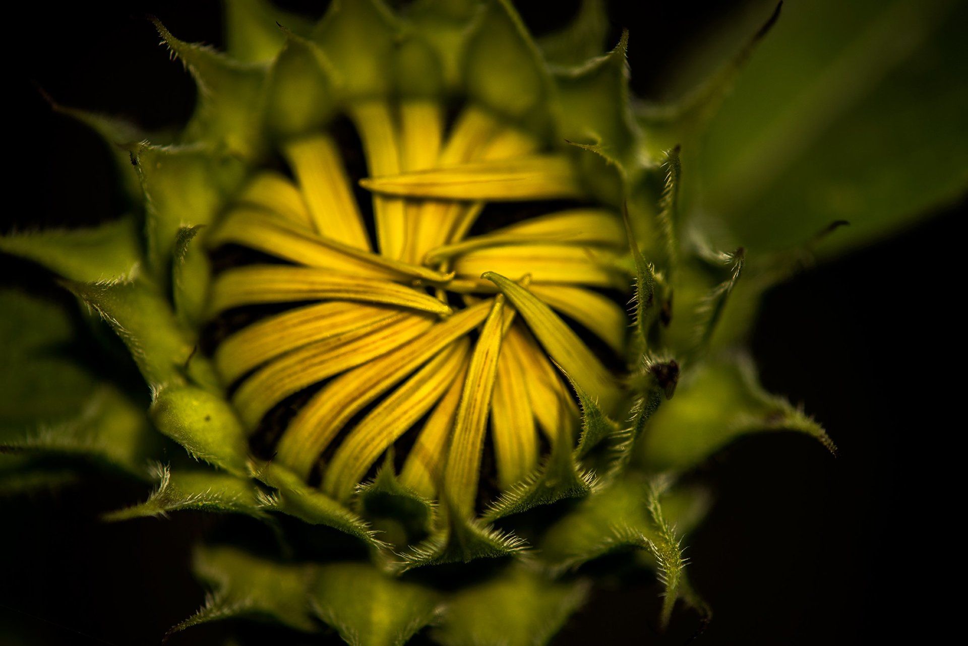 New bud Sunflower