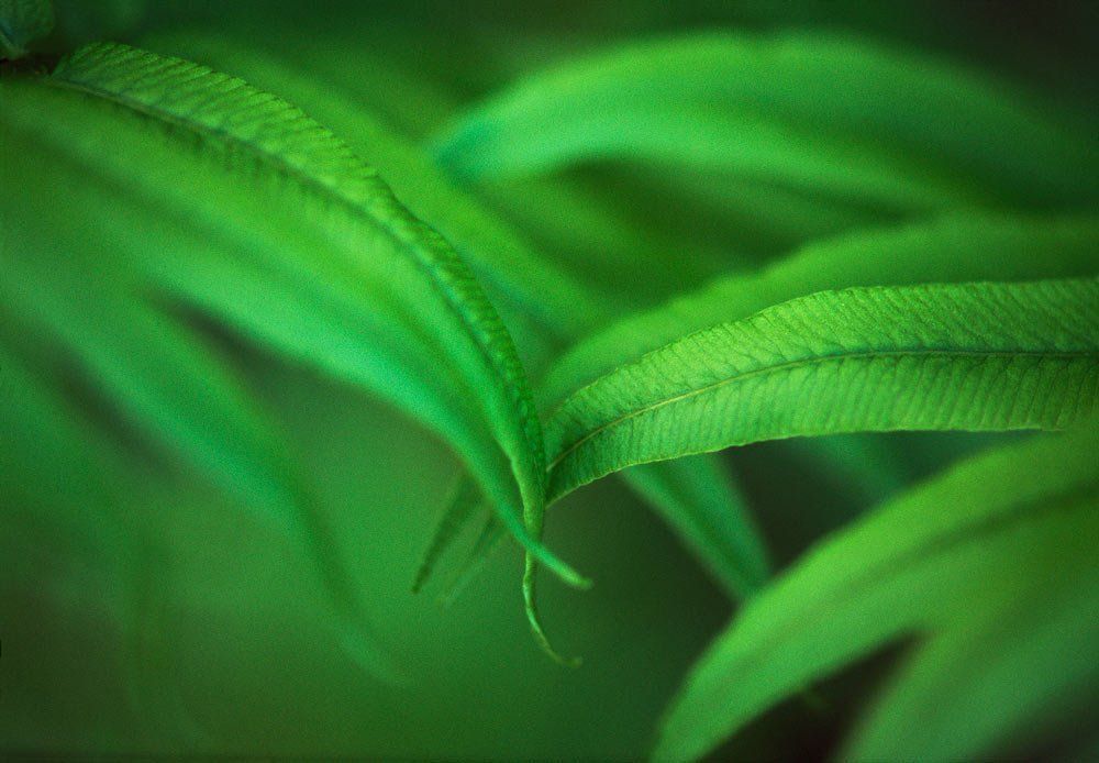 Touching fern