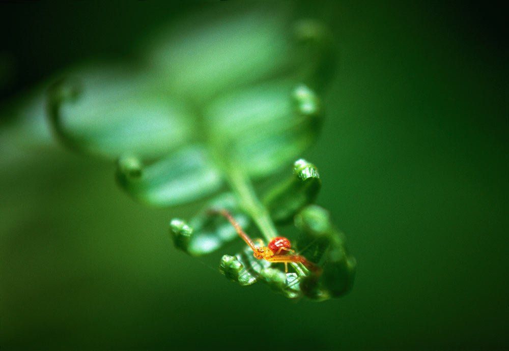 Spider fern
