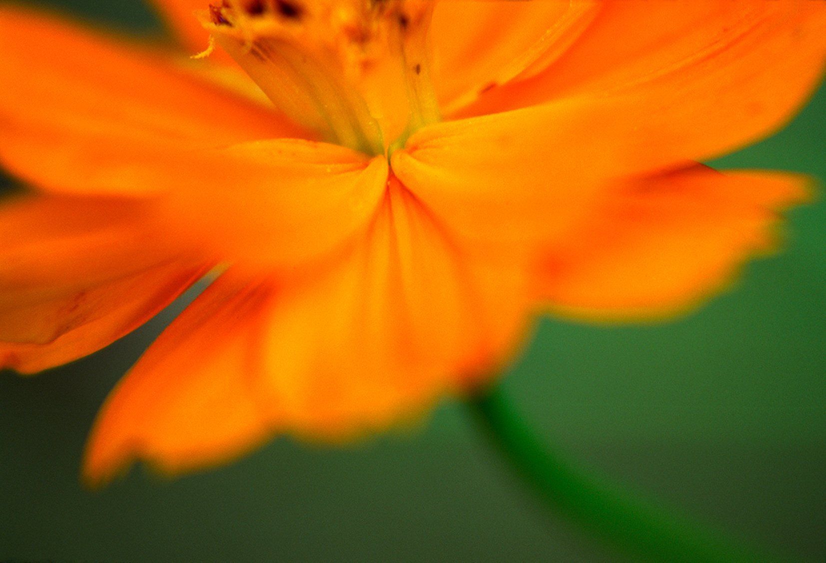 orange stem
