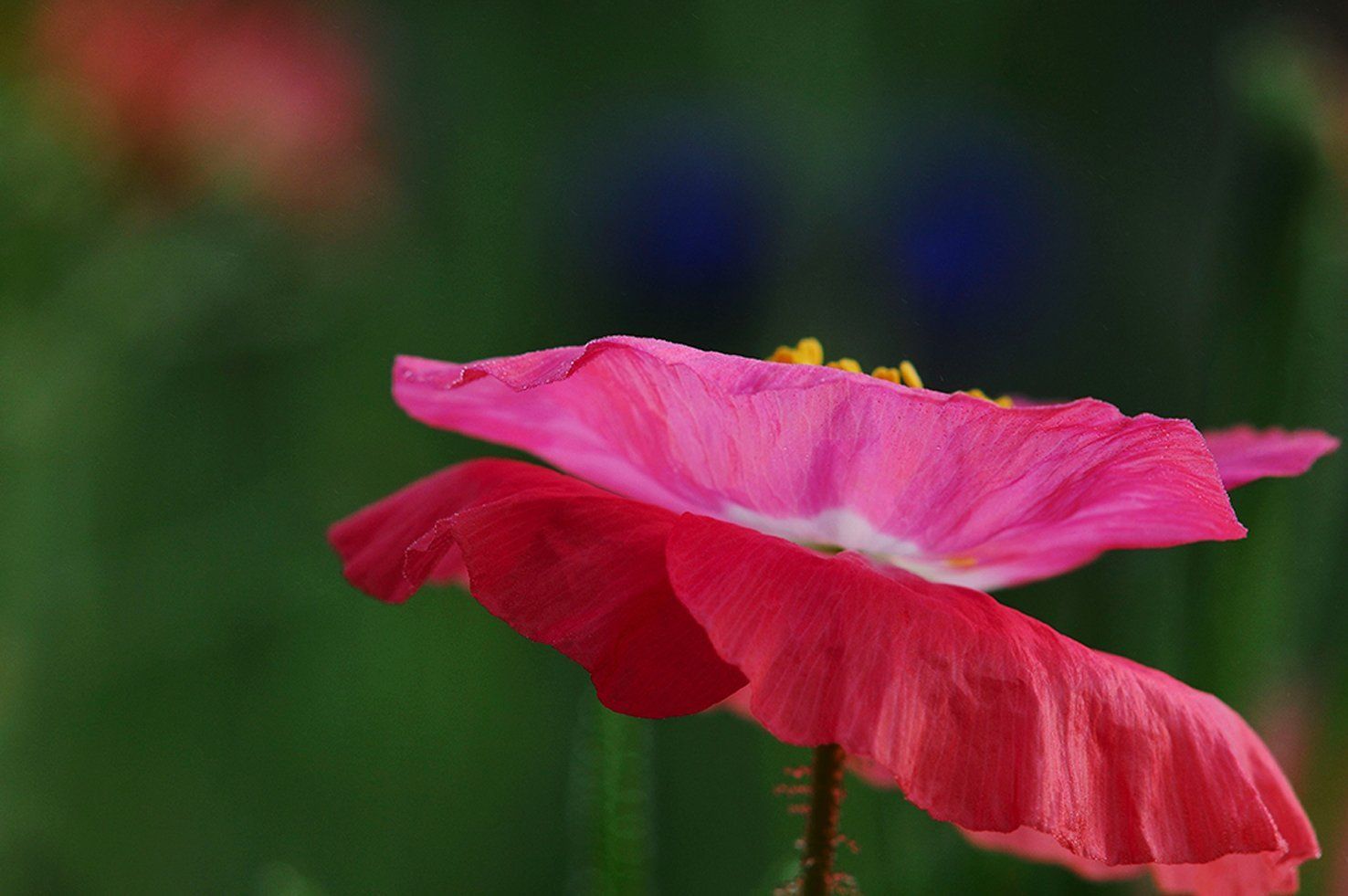 Pink pair