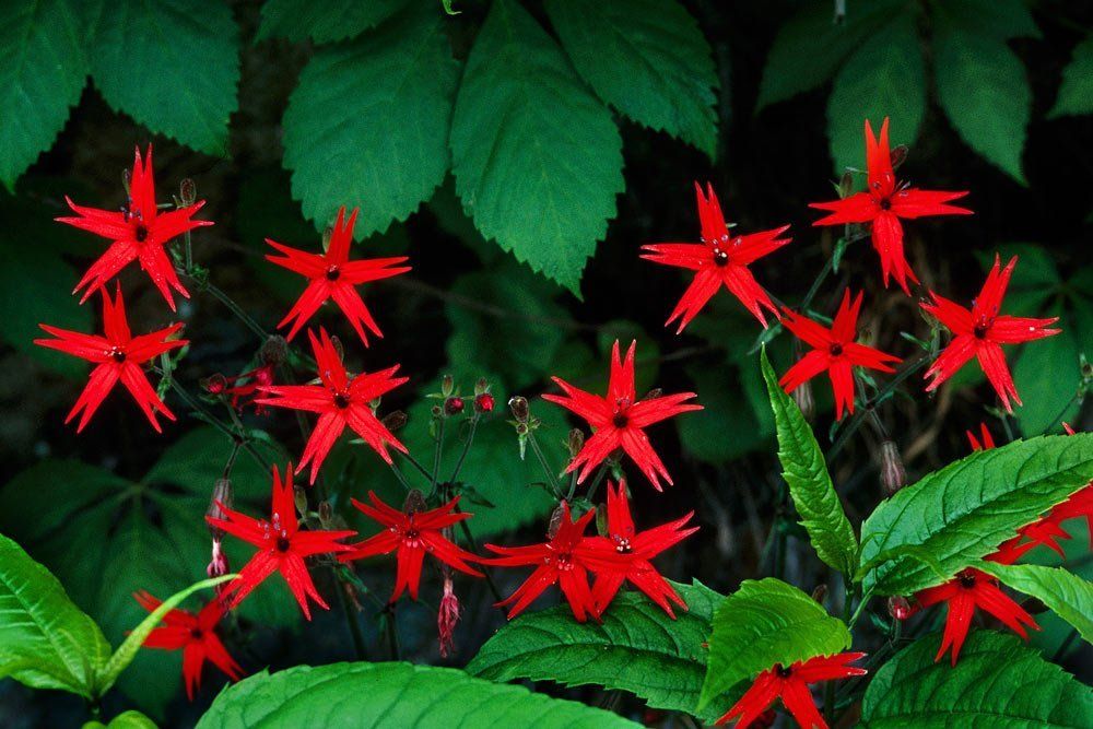 red stars