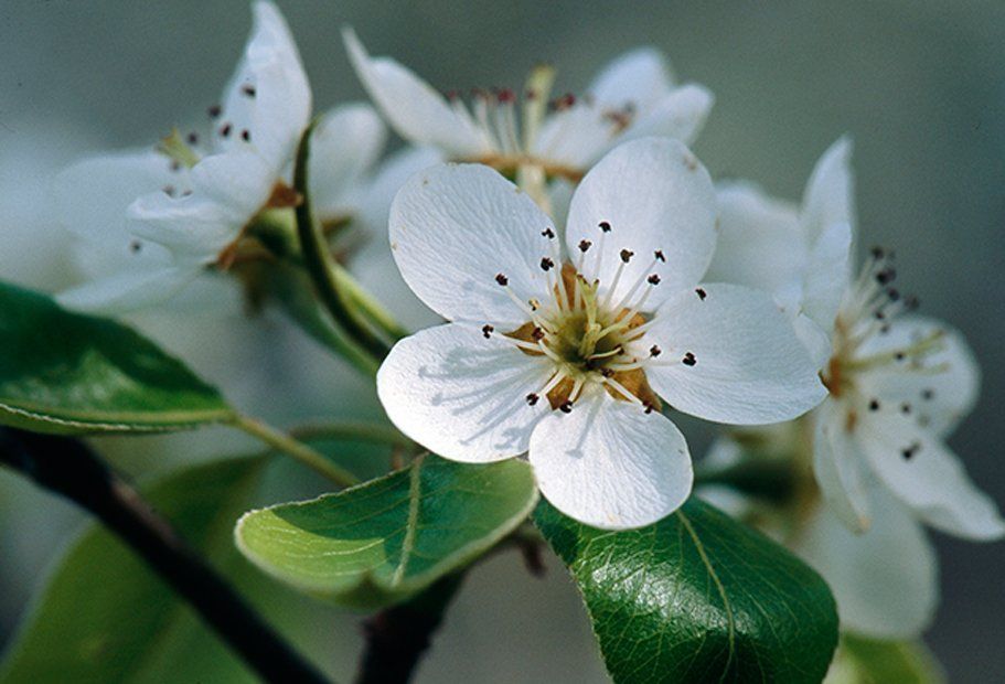apple blossom