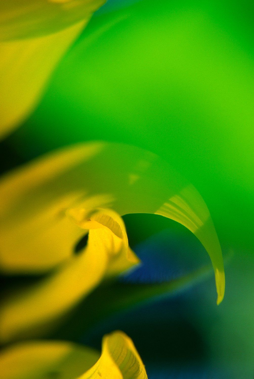 sunflower petals