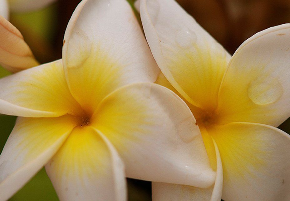 Yellow Fragipenni