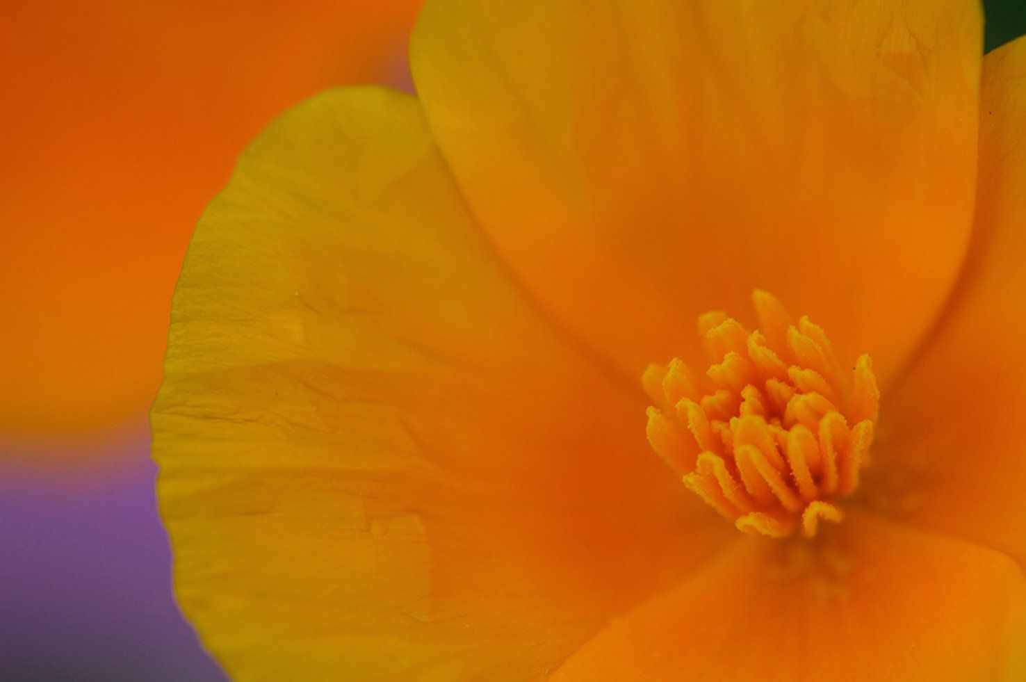poppy