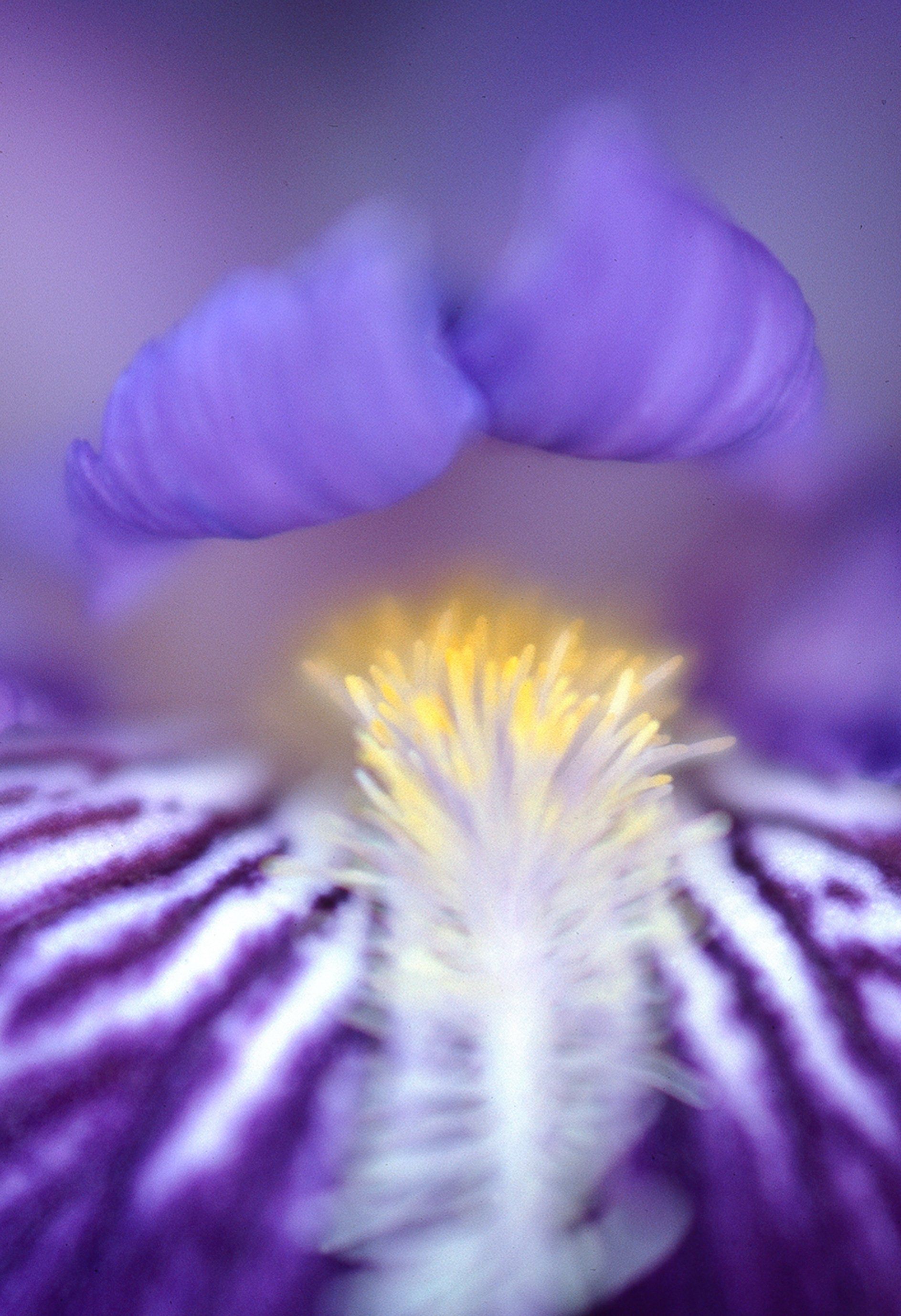 iris throat