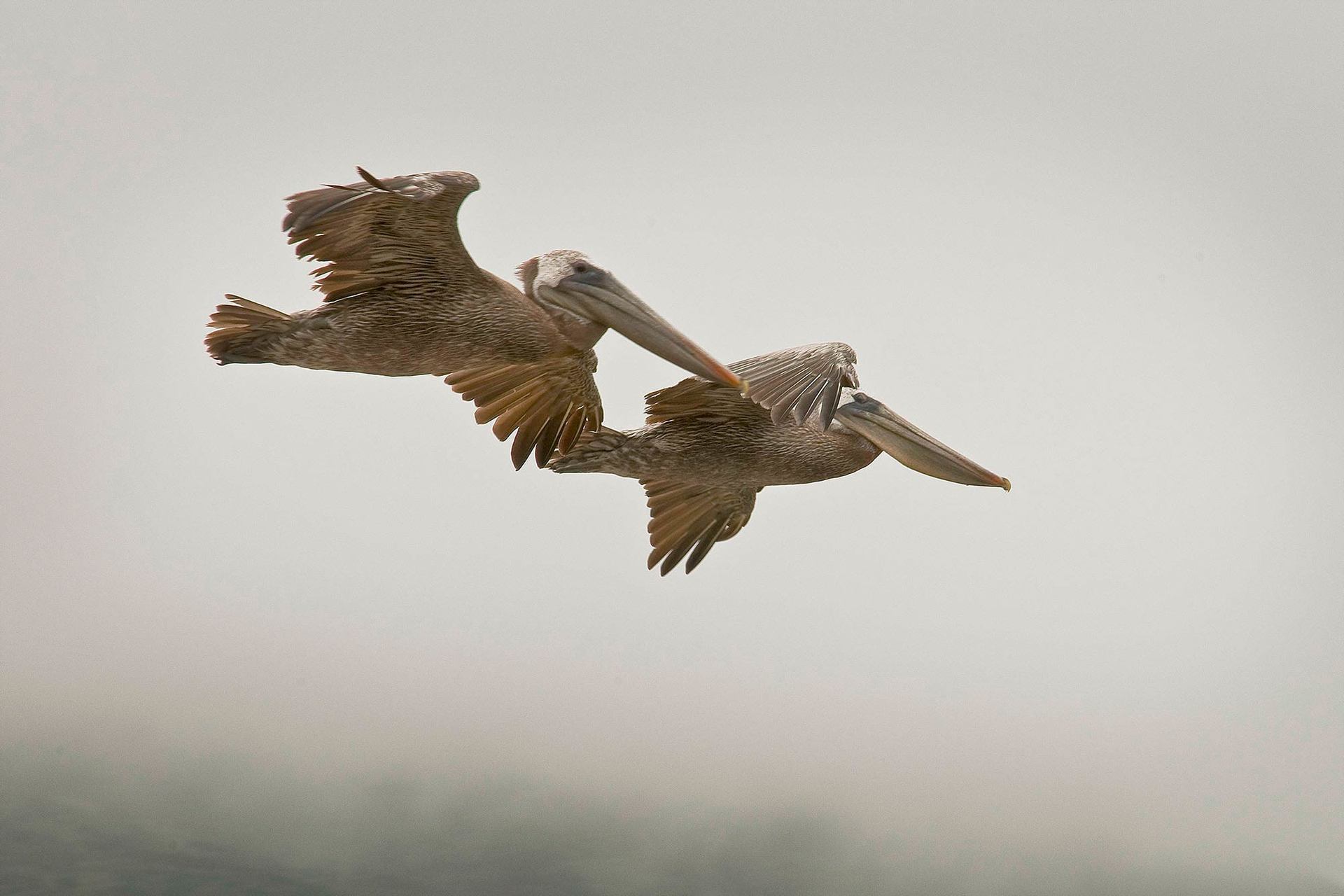Big Sur Pelicans