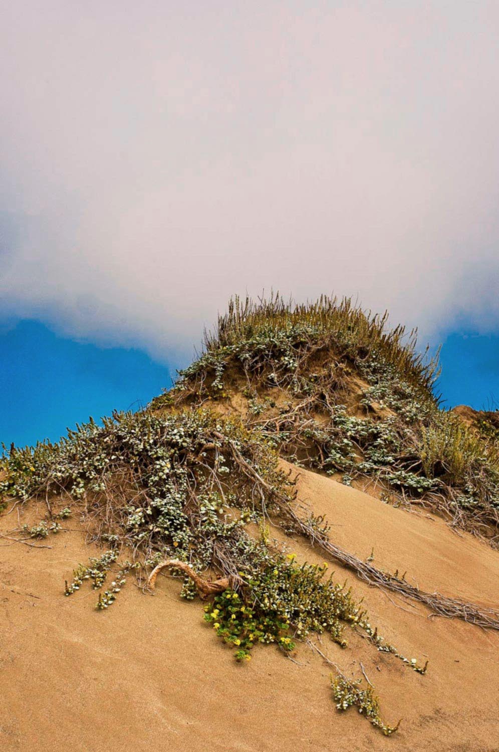 Fort Brag Beach, dunes