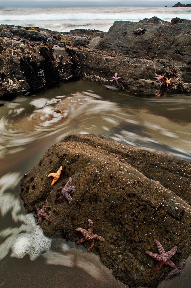 Gualala Beach, tide surge & starfish