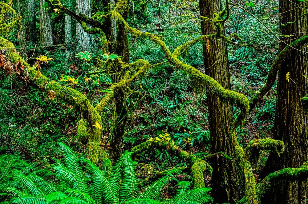 Lost Coast Forest