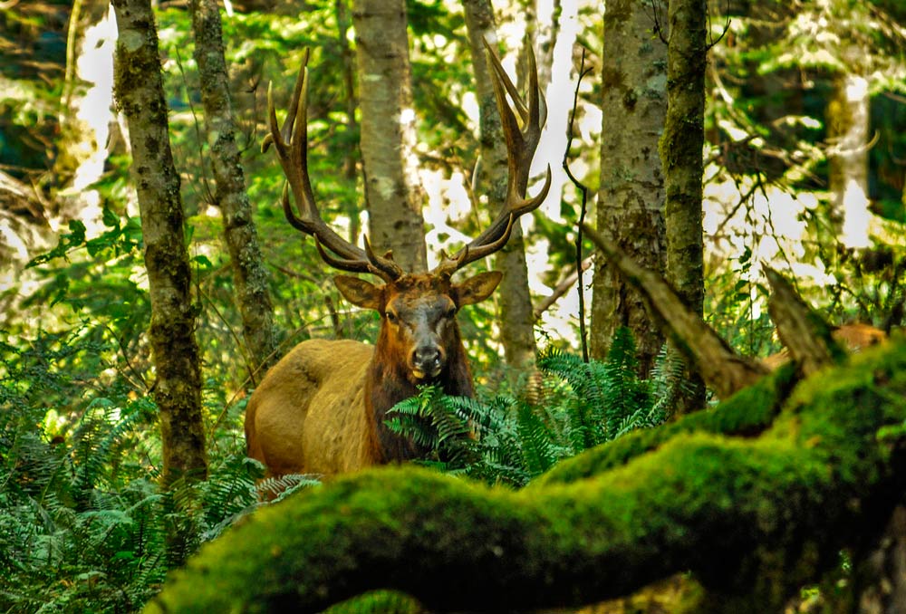 Roosevelt Elk
